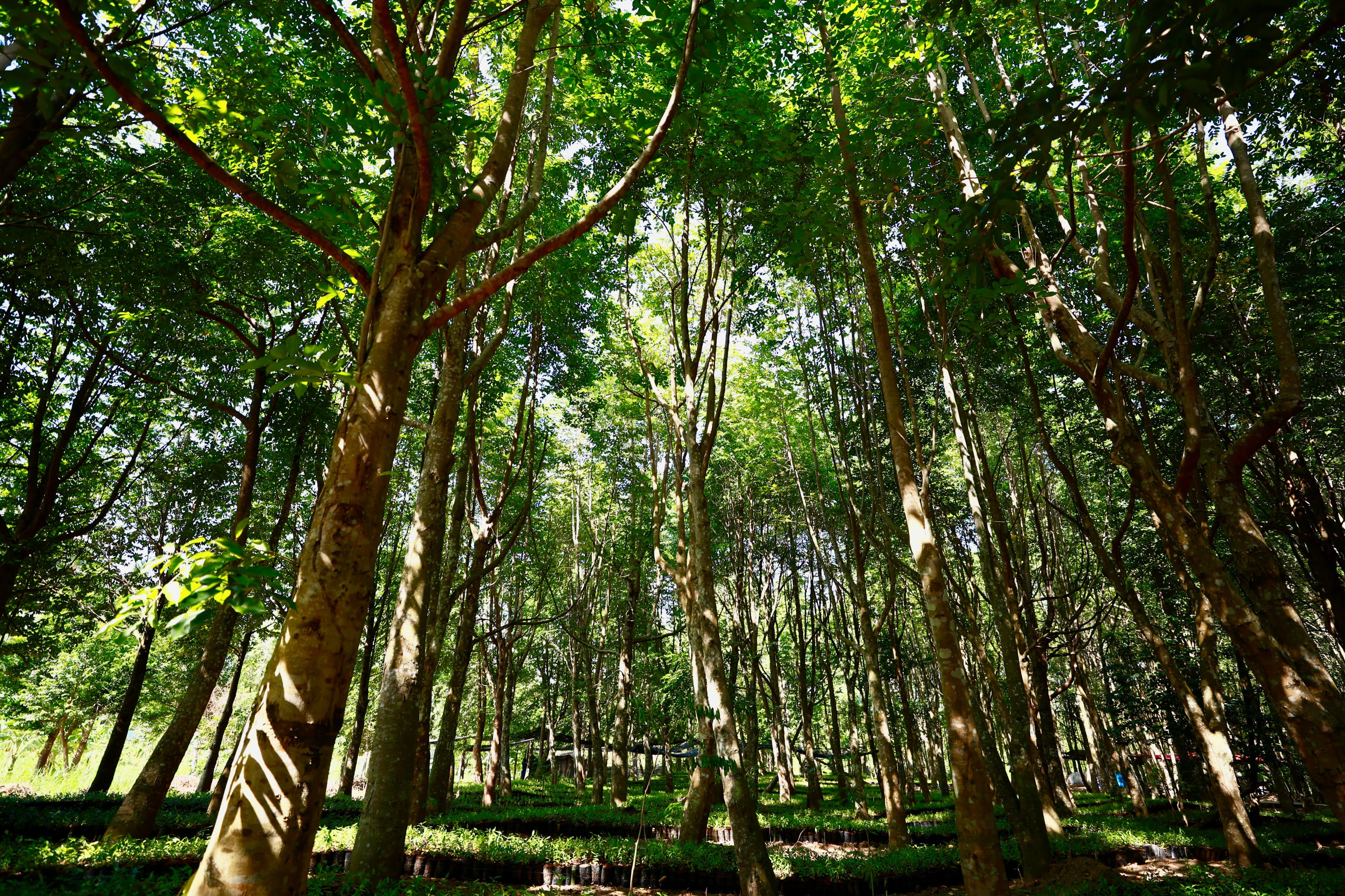 Agarwood Philosophy Background