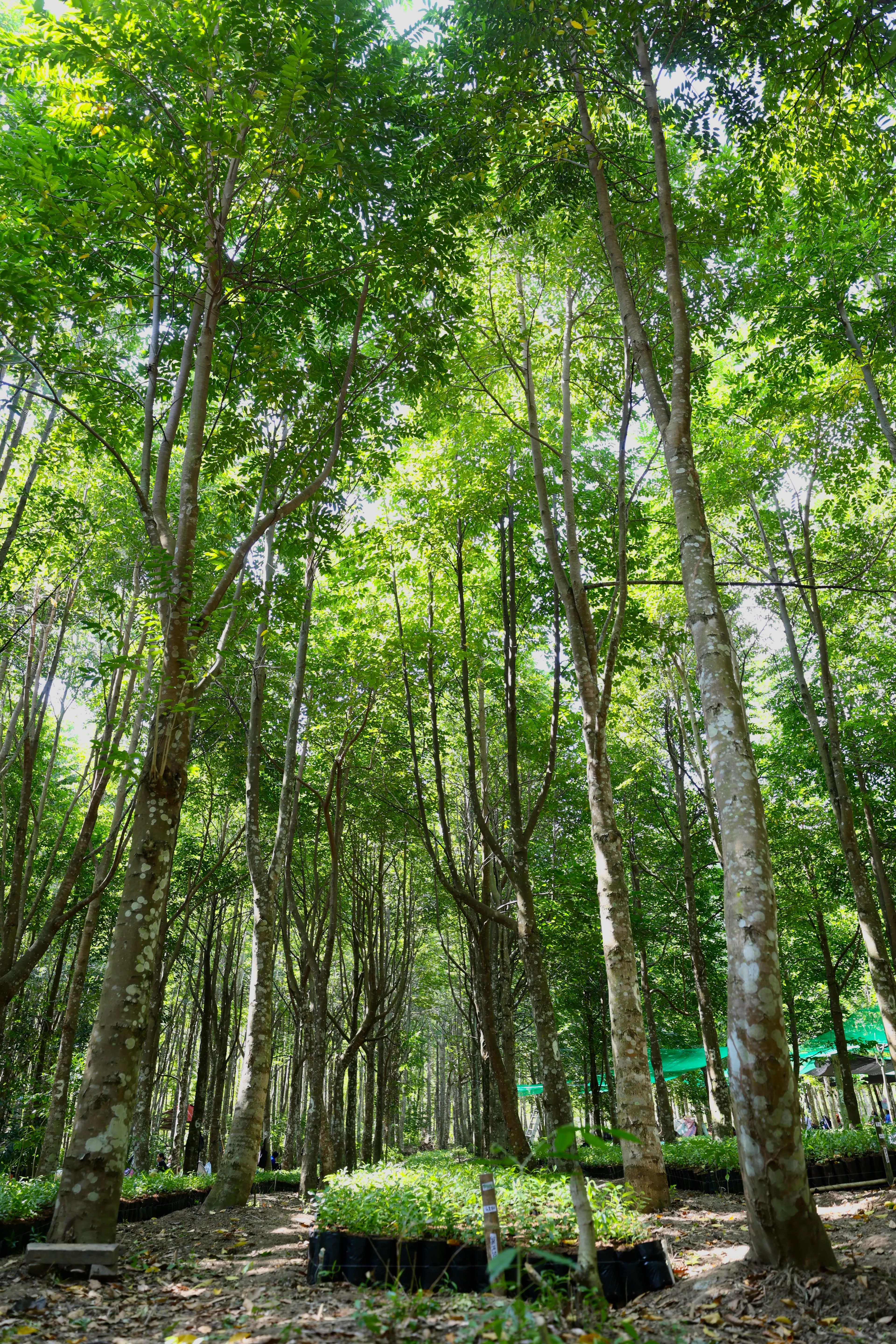 Strategic roots and foundational development of Agarwood Global Inc.