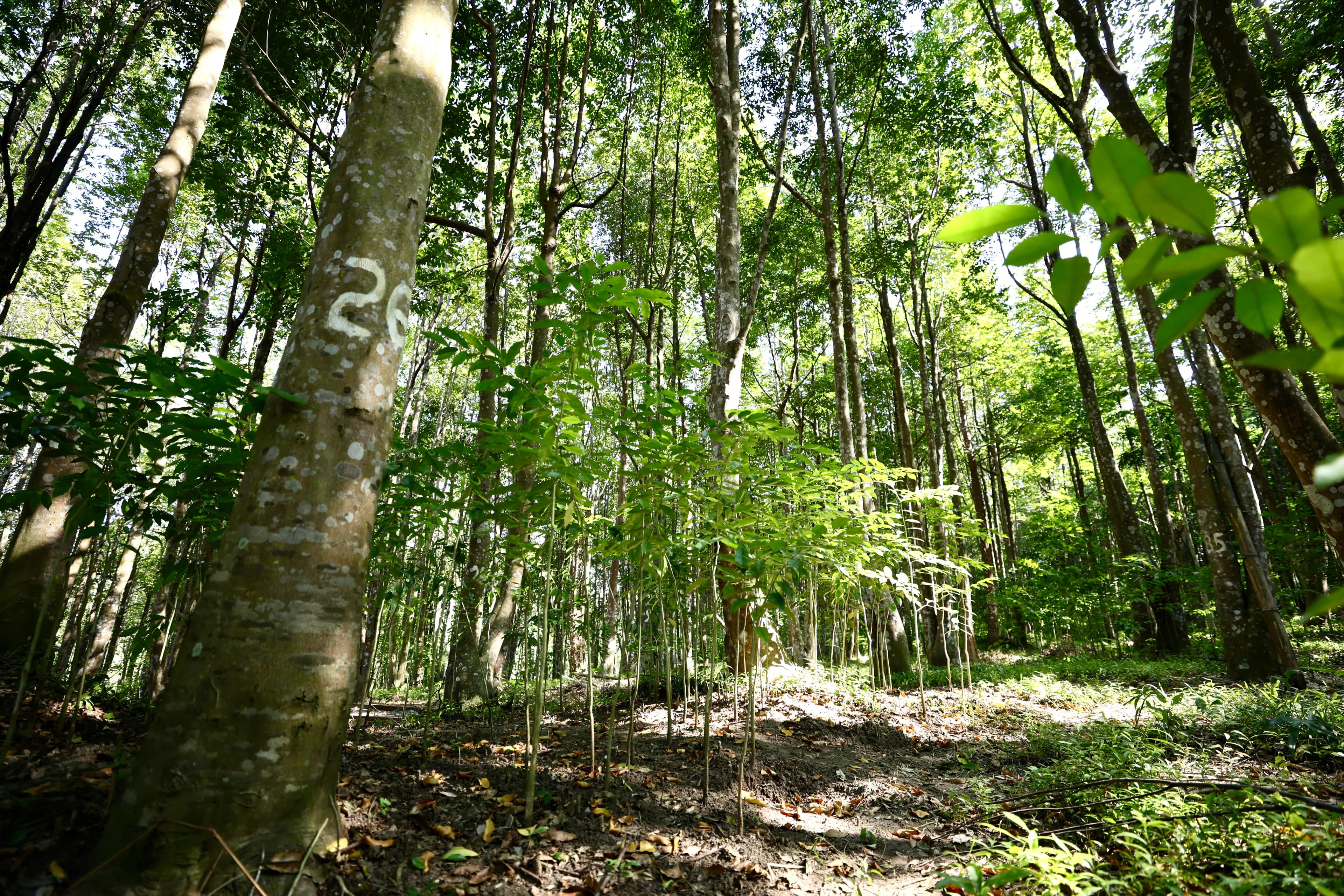 Institutional land development