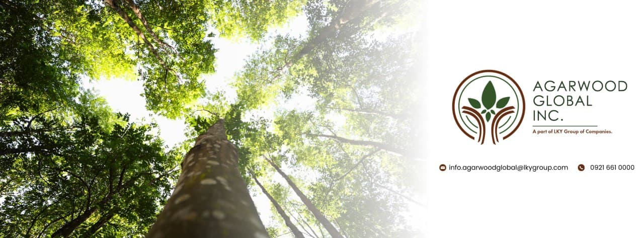 Agarwood Global Inc.: A Leading Agarwood Cultivation Platform in the Philippines