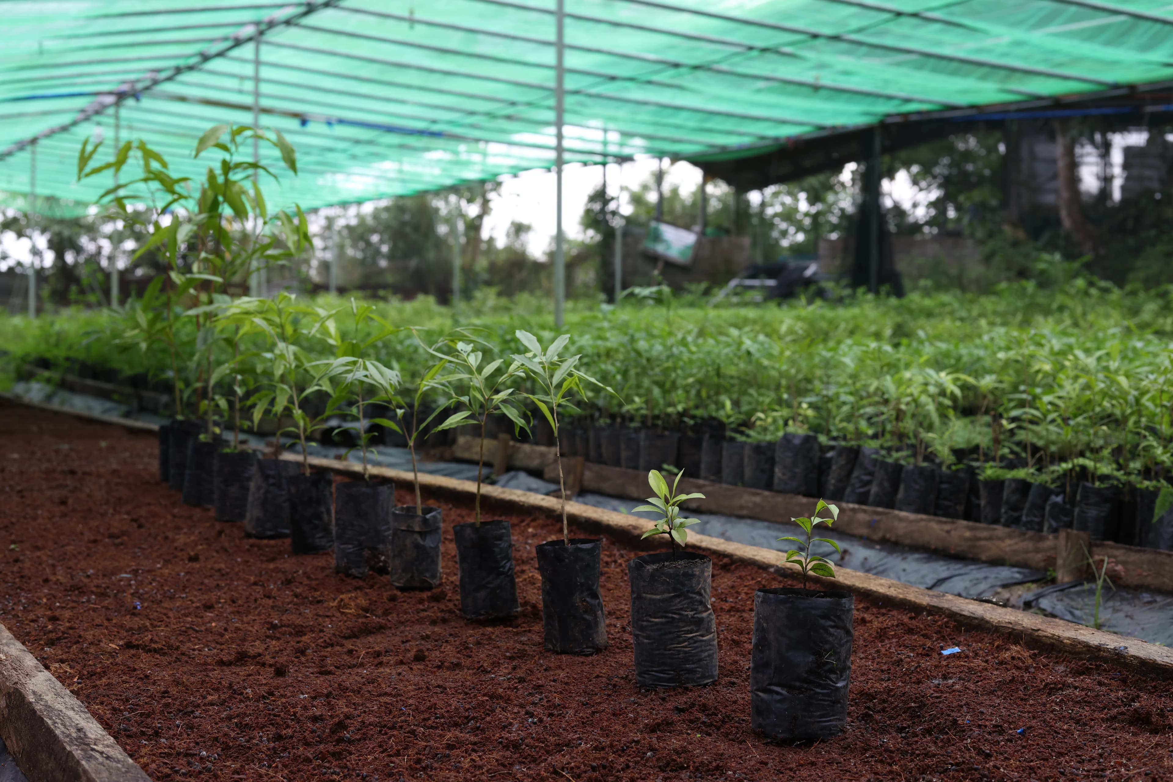 Agarwood plantation landscape in Baribag, Bibincahan, Sorsogon City 4700, Sorsogon City