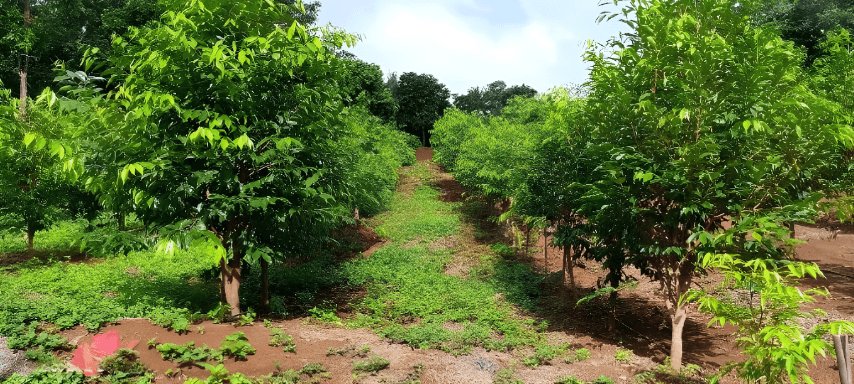 Agarwood plantation landscape in Barangay Inao-awan, Bukal Road, Bukal, Cavinti, Laguna 4013, Cavinti, Laguna