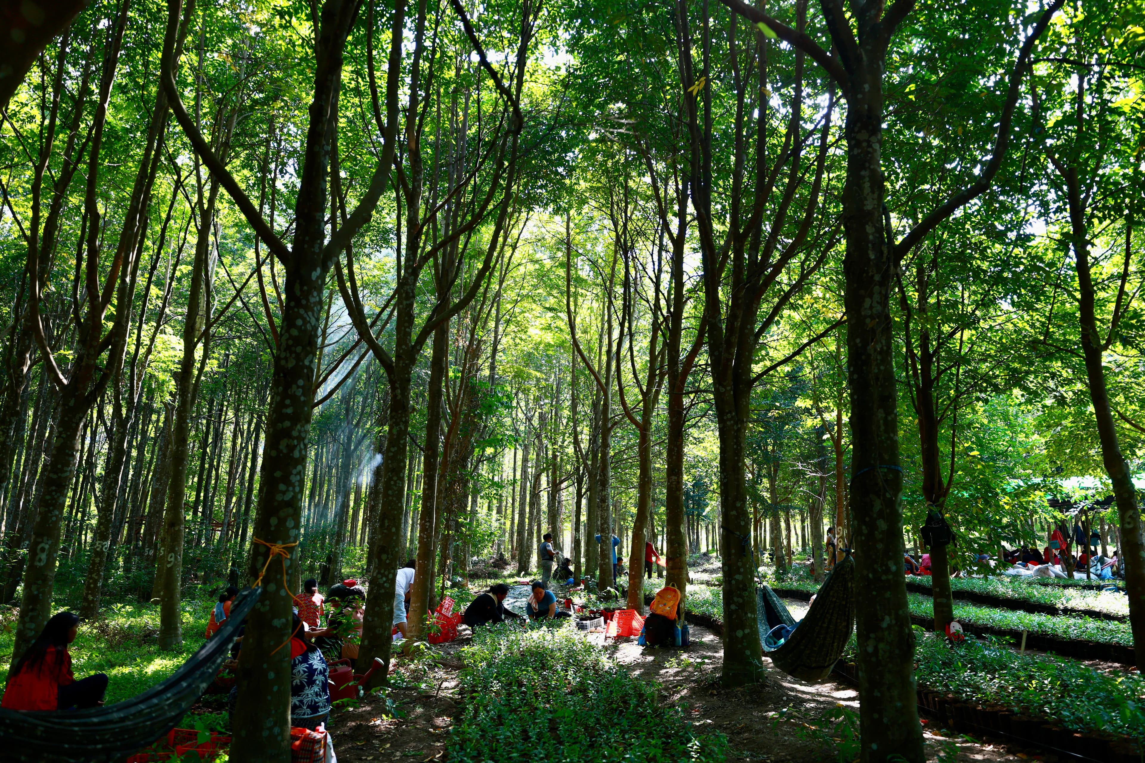 Agarwood plantation landscape in Barangay Bolton, Malalag, Davao Del Sur 8010, Davao Del Sur